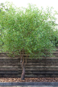  Corkscrew Willow Tree - Salix Matsudana - 5 Gallon Pot (7-8')