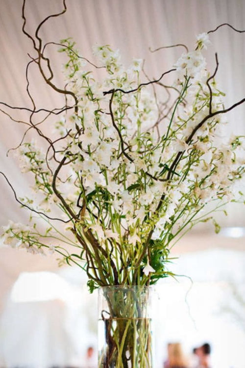  Corkscrew Willow Tree - Salix Matsudana - 5 Gallon Pot (7-8')