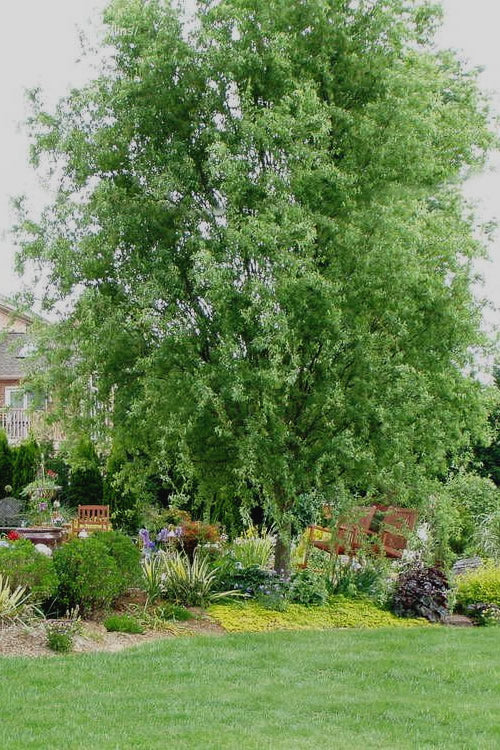  Corkscrew Willow Tree - Salix Matsudana - 5 Gallon Pot (7-8')