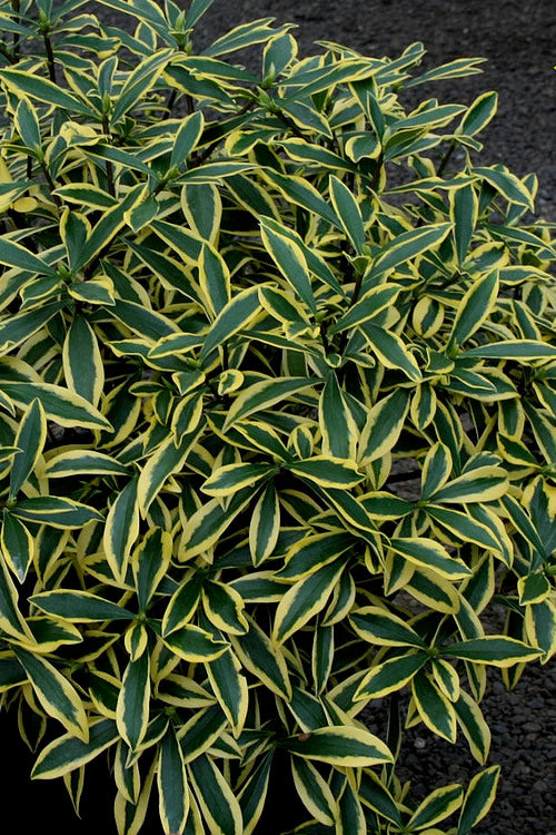  Marianni Variegated Pink Winter Daphne - 2 Gallon Pot