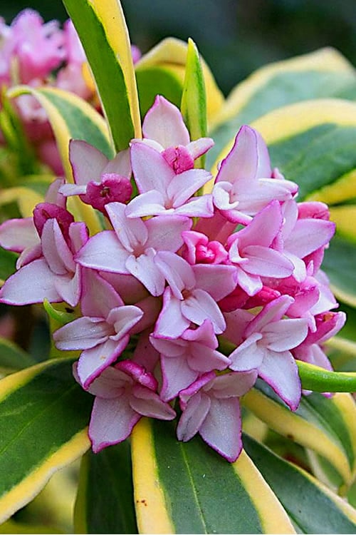  Marianni Variegated Pink Winter Daphne - 2 Gallon Pot