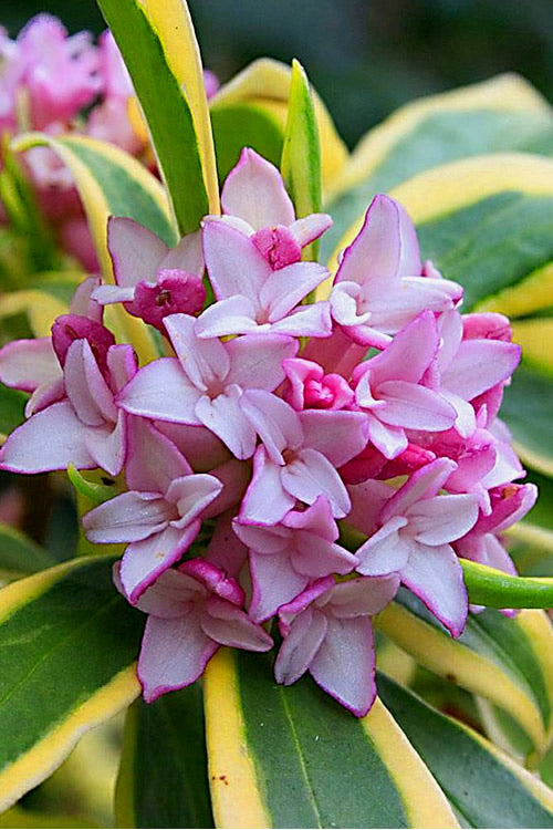  Marianni Variegated Pink Winter Daphne - 2 Gallon Pot