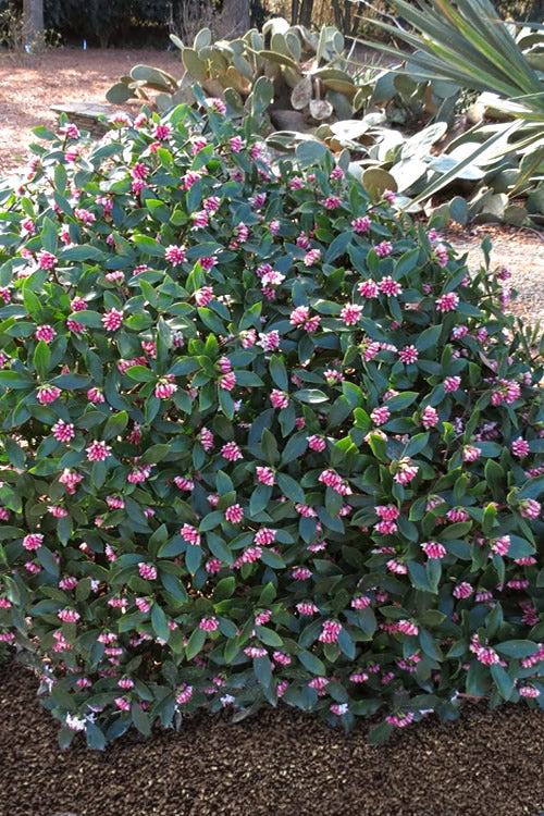  Zuiko Nishiki Winter Daphne Odora - 5 Gallon Pot