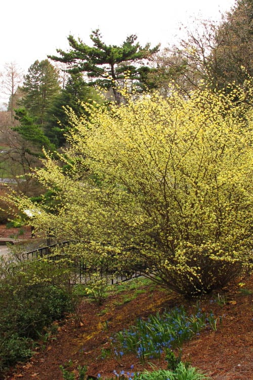  Winterthur Winterhazel (Corylopsis) - 2 Gallon Pot 