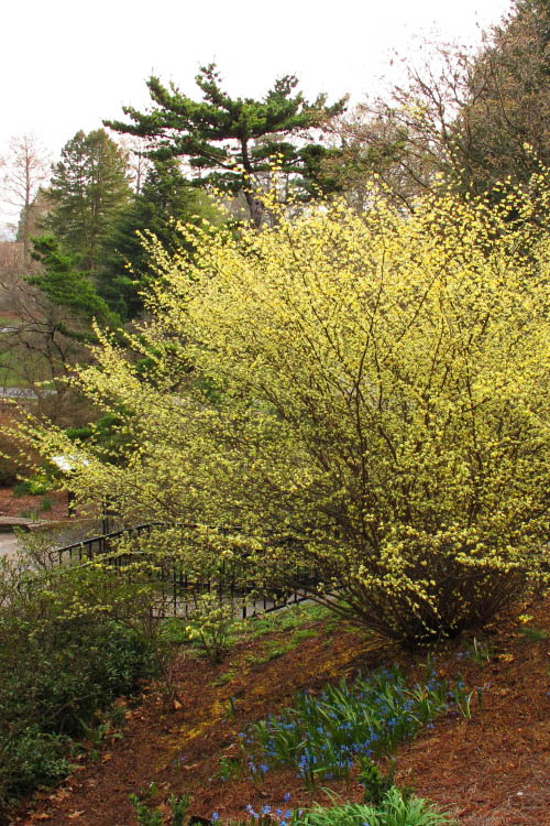 Winterthur Winterhazel (Corylopsis) - 3 Gallon Pot