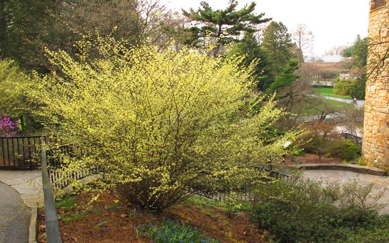  Winterthur Winterhazel (Corylopsis) - 2 Gallon Pot 