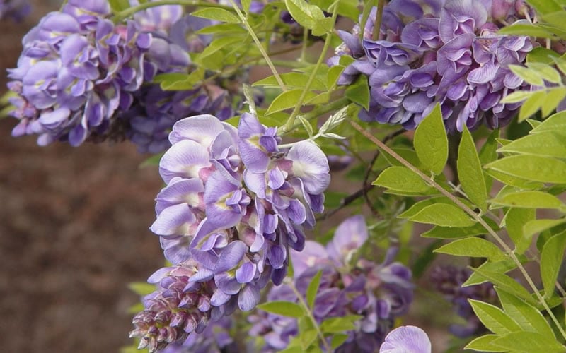  Amethyst Falls Wisteria Vine - 3 Gallon Pot