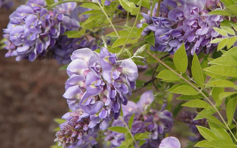  Amethyst Falls Wisteria Vine - 2 Gallon Pot