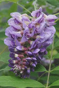  Amethyst Falls Wisteria Vine - 3 Gallon Pot