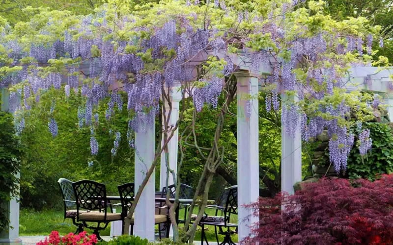  Blue Moon Wisteria Vine - 1 Gallon Pot