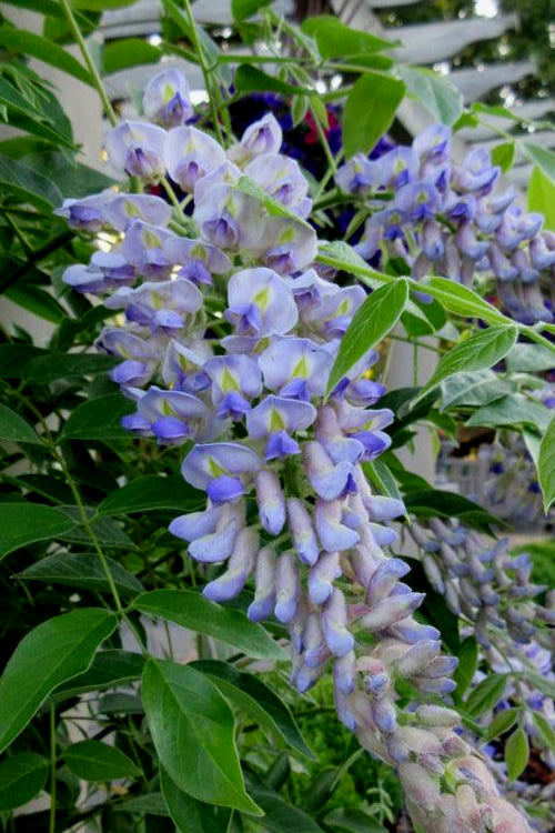  Blue Moon Wisteria Vine - 1 Gallon Pot