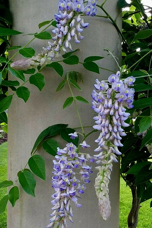  Blue Moon Wisteria Vine - 1 Gallon Pot