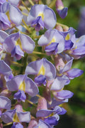  Blue Moon Wisteria Vine - 1 Gallon Pot