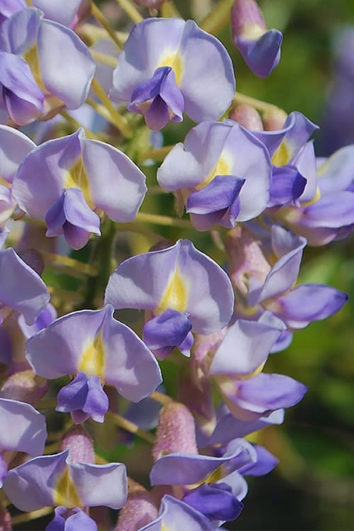  Blue Moon Wisteria Vine - 1 Gallon Pot