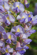  Blue Moon Wisteria Vine - 1 Gallon Pot