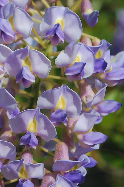  Blue Moon Wisteria Vine - 2 Gallon Pot