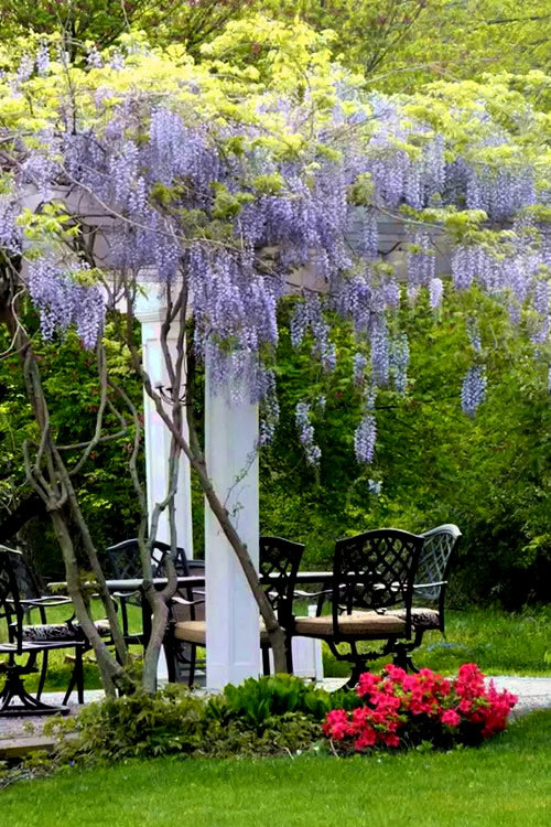  Blue Moon Wisteria Vine - 1 Gallon Pot