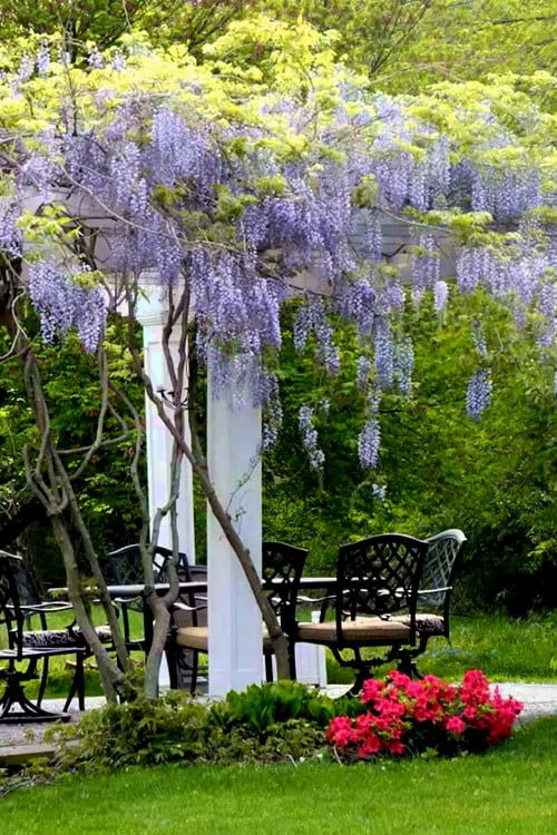  Blue Moon Wisteria Vine - 1 Gallon Pot