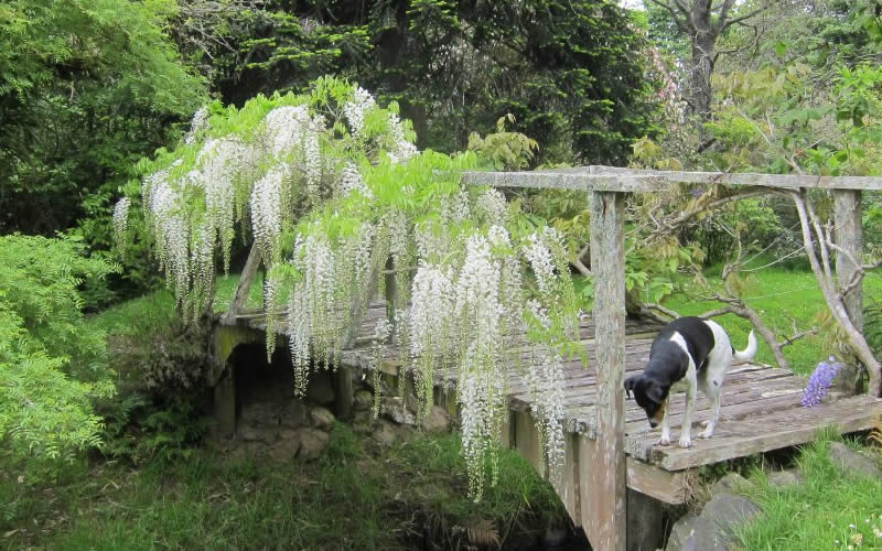  Snow Showers White Wisteria - 3 Gallon Pot
