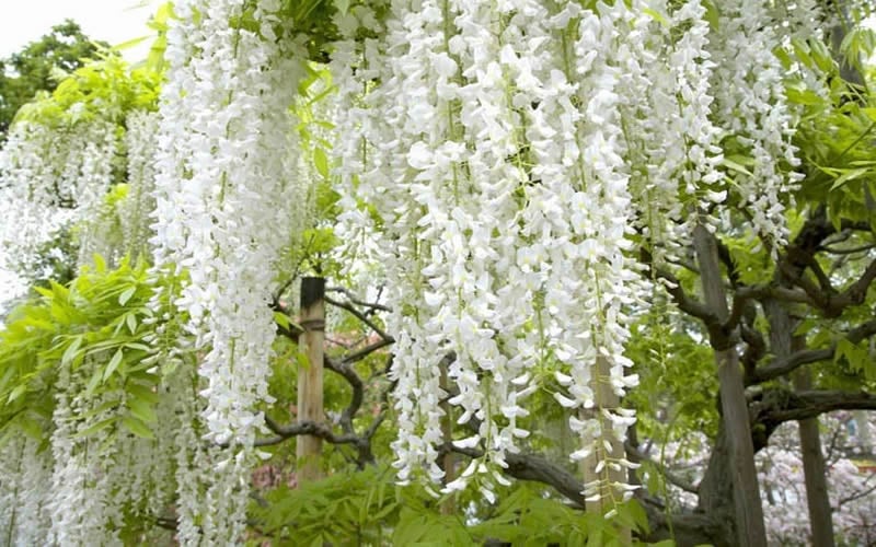  Snow Showers White Wisteria - 3 Gallon Pot