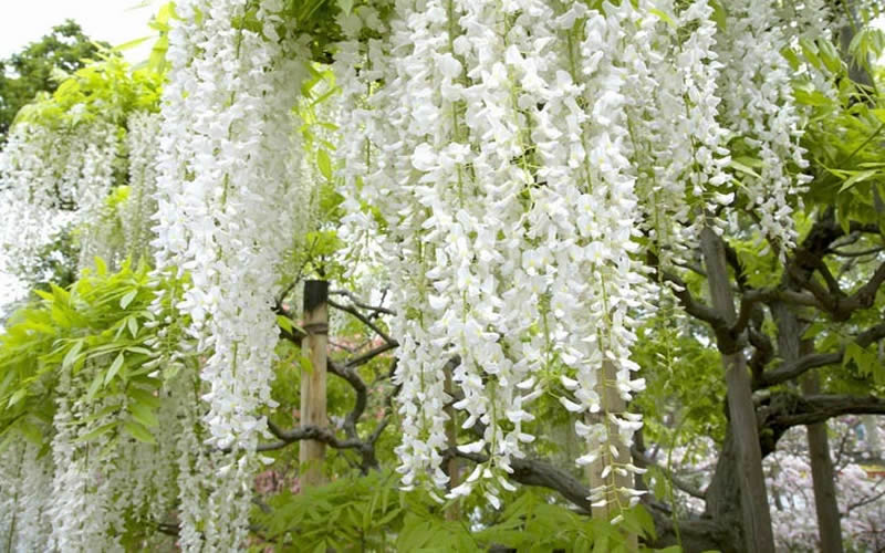  Snow Showers White Wisteria - 3 Gallon Pot