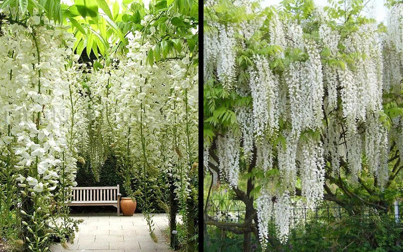  Snow Showers White Wisteria - 3 Gallon Pot