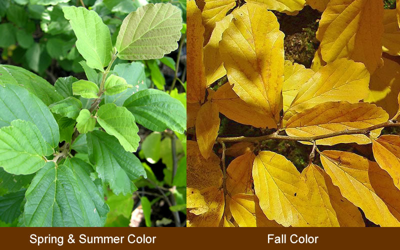  Yellow American Witch Hazel (Hamamelis Virginiana) - 3 Pack Of 1.5 Quart Pots