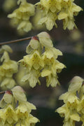  Winterthur Winterhazel (Corylopsis) - 2 Gallon Pot 