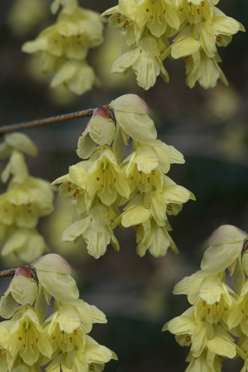  Winterthur Winterhazel (Corylopsis) - 3 Gallon Pot