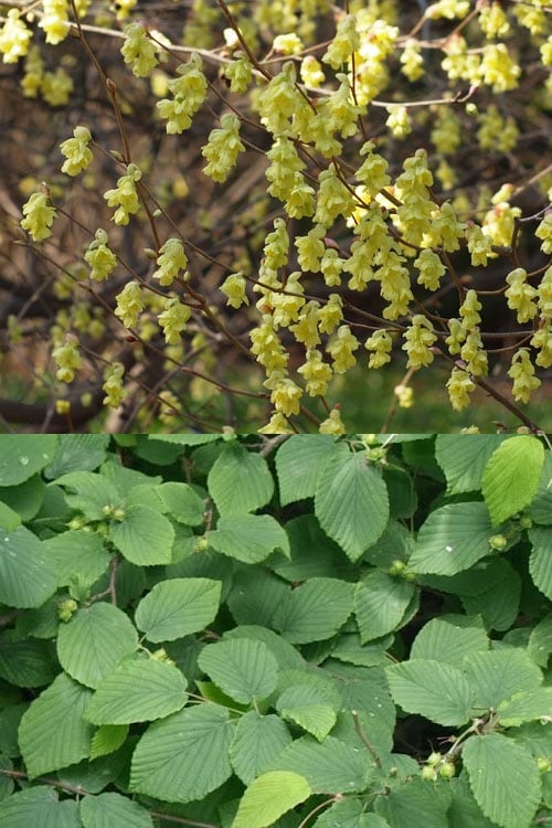  Winterthur Winterhazel (Corylopsis) - 2 Gallon Pot 