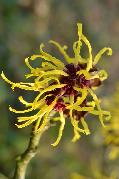  Yellow American Witch Hazel - Hamamelis Virginiana - 1 Gallon Pot