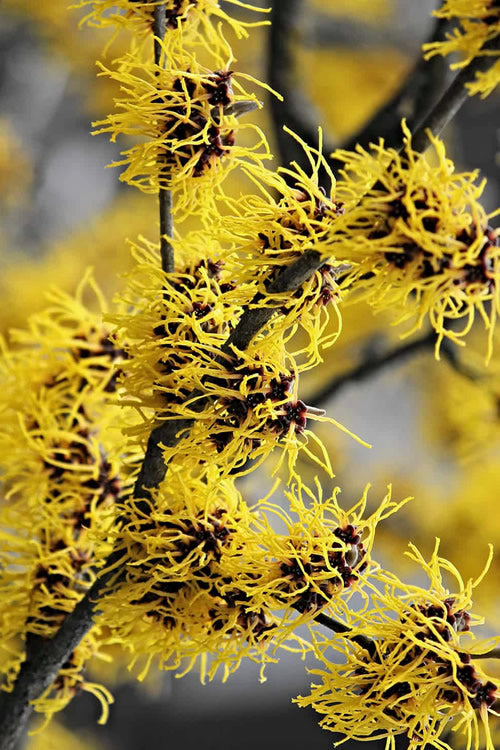  Yellow American Witch Hazel (Hamamelis Virginiana) - 3 Pack Of 1.5 Quart Pots