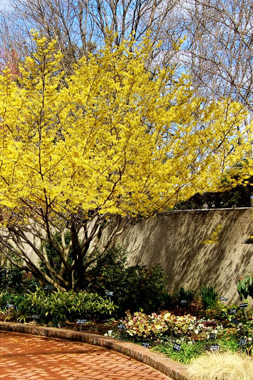  Yellow American Witch Hazel - Hamamelis Virginiana - 1 Gallon Pot