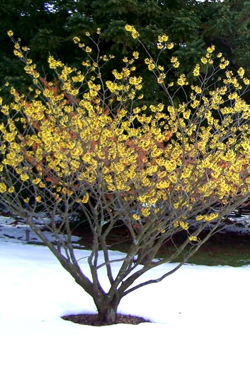  Little Prospect Golden American Witch Hazel (Hamamelis Virginiana) - 5 Gallon Pot