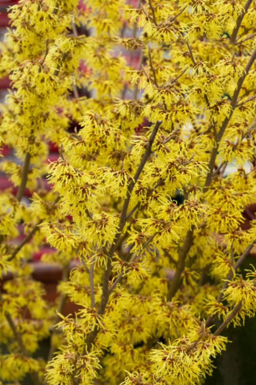  Yellow American Witch Hazel - Hamamelis Virginiana - 1 Gallon Pot