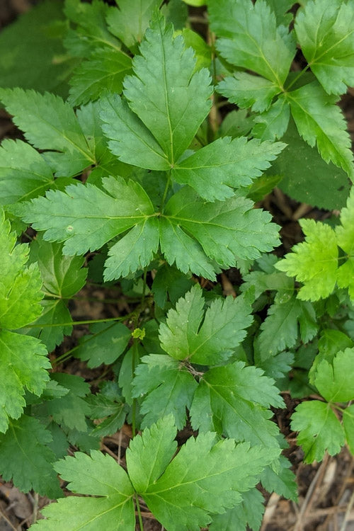  Yellow Root Plant (Xanthorhiza Simplicissima) - 1 Gallon Pot