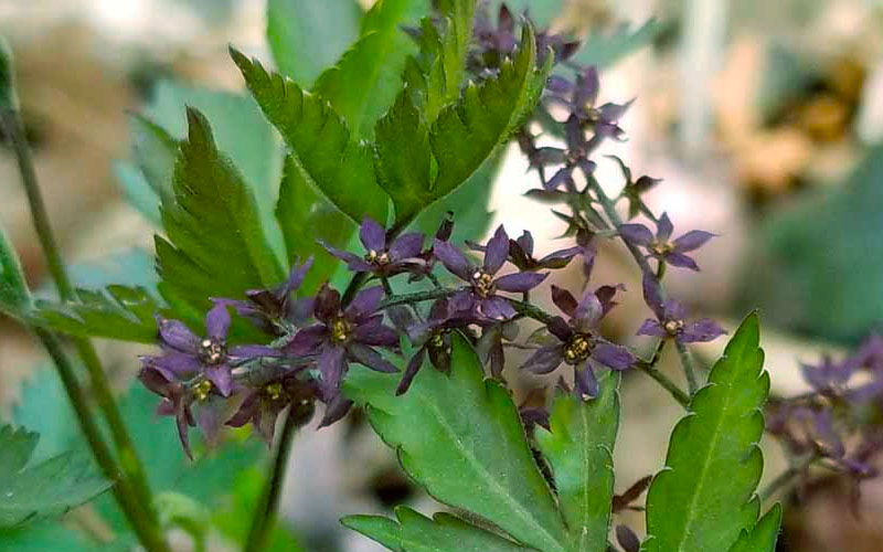  Yellow Root Plant (Xanthorhiza Simplicissima) - 1 Gallon Pot