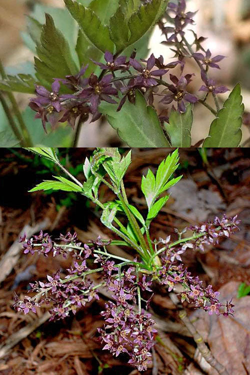  Yellow Root Plant (Xanthorhiza Simplicissima) - 1 Gallon Pot