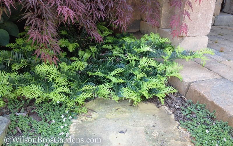  Creeping Japanese Plum Yew (Cephalotaxus Harringtonia 'Prostrata') - 2.5 Quart Pot