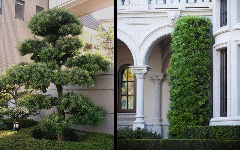  Podocarpus Macrophyllus Upright Yew - 1 Gallon Pot