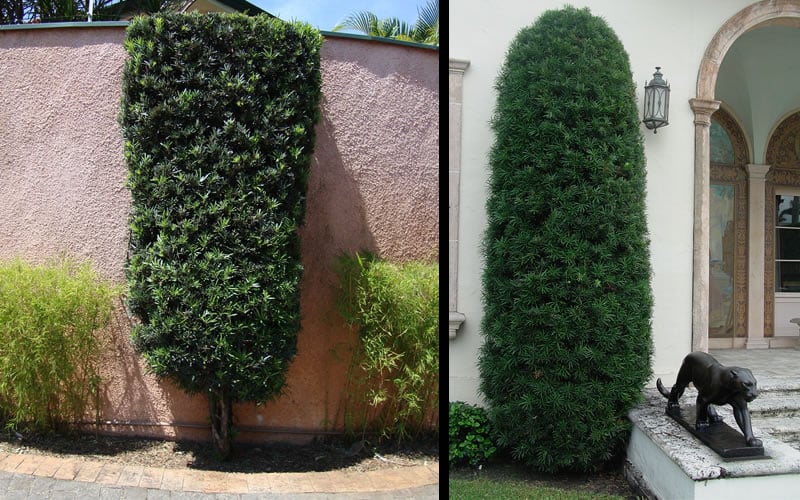  Podocarpus Macrophyllus Upright Yew - 3 Gallon Pot