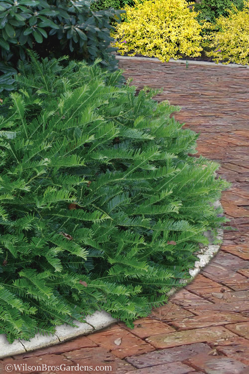  Yewtopia Plum Yew - 3 Gallon Pot