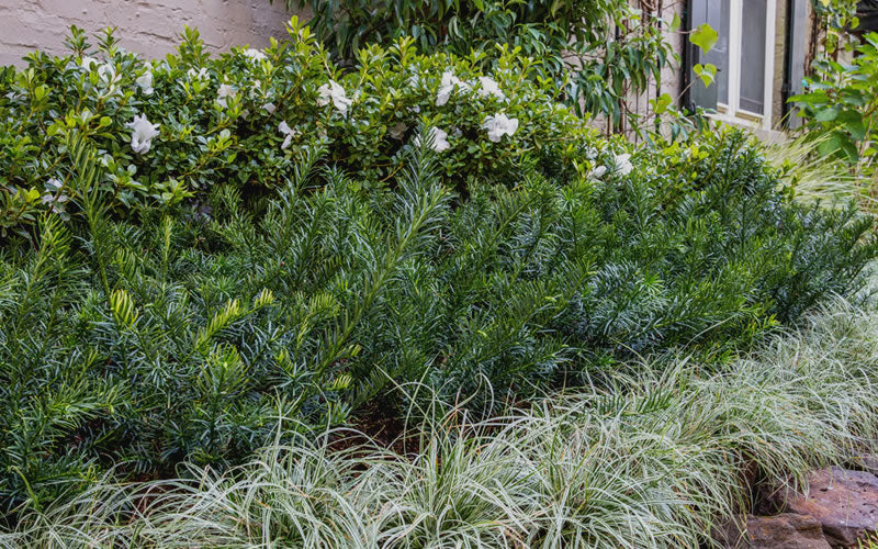  Yewtopia Plum Yew - 3 Gallon Pot