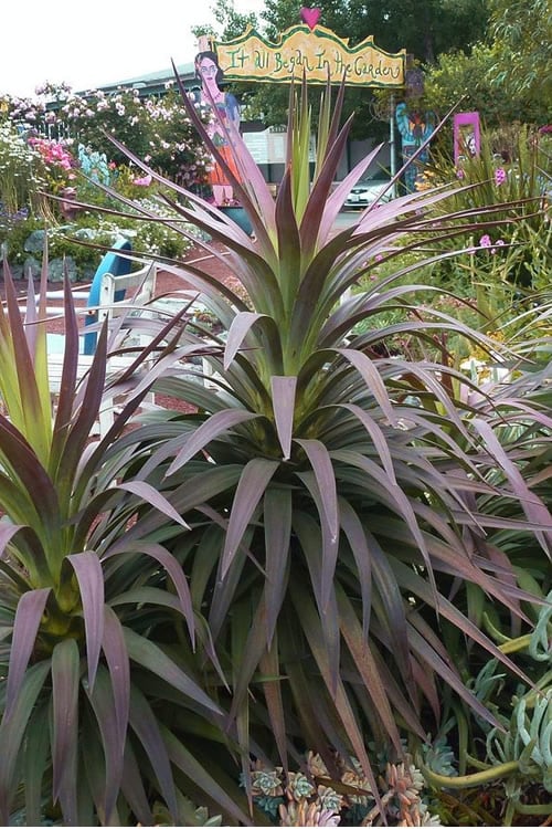  Blue Boy Yucca - 3 Gallon Pot