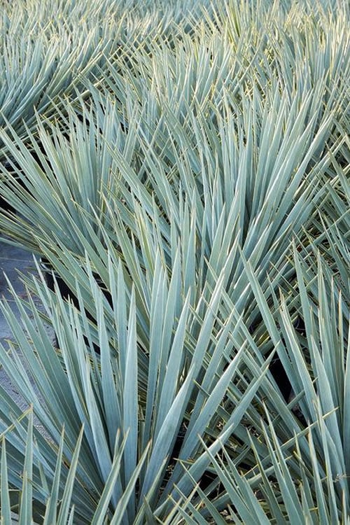  Blue Sentry Yucca - 3 Gallon Pot
