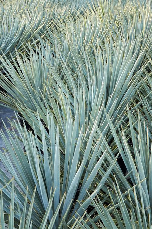 Blue Sentry Yucca - 7 Gallon Pot
