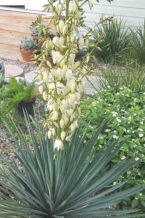  Blue Sentry Yucca - 1 Gallon Pot