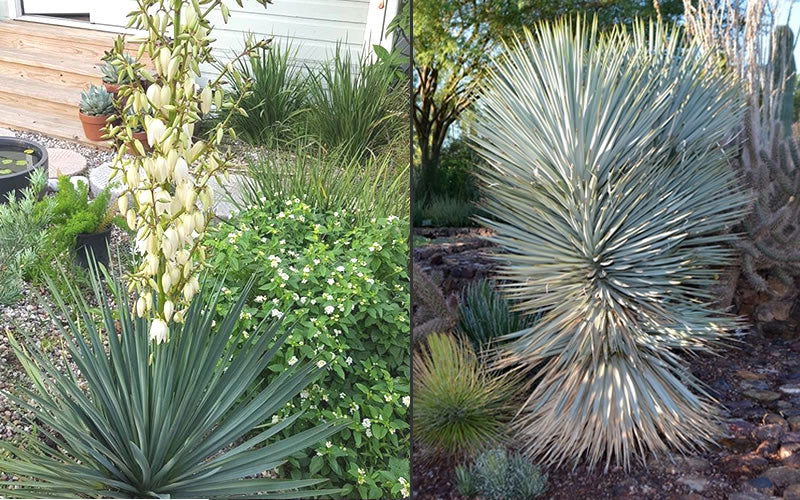  Blue Sentry Yucca - 7 Gallon Pot