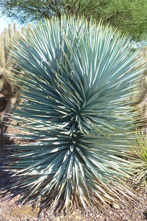  Blue Sentry Yucca - 1 Gallon Pot