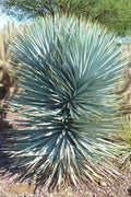  Blue Sentry Yucca - 3 Gallon Pot